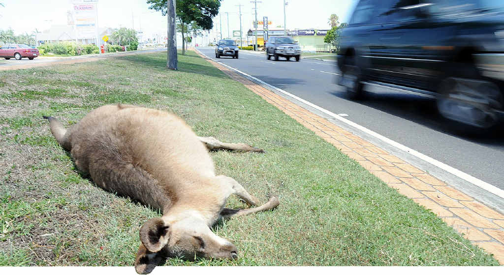 Kangaroos still top the list of animals most likely to be involved in road crashes. Kangaroos still top the list of animals most likely to be involved in road crashes.